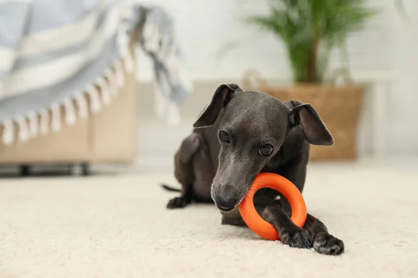 Italiaanse Greyhound Hond Spelen Met Speelgoed Thuis — Stockfoto