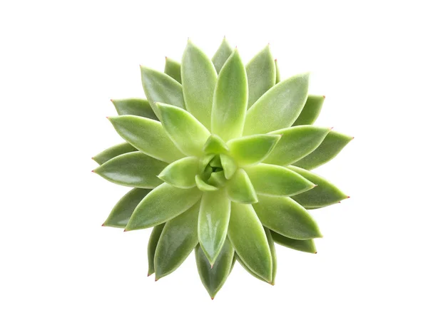 Belo Echeveria Isolado Branco Vista Superior Planta Suculenta — Fotografia de Stock