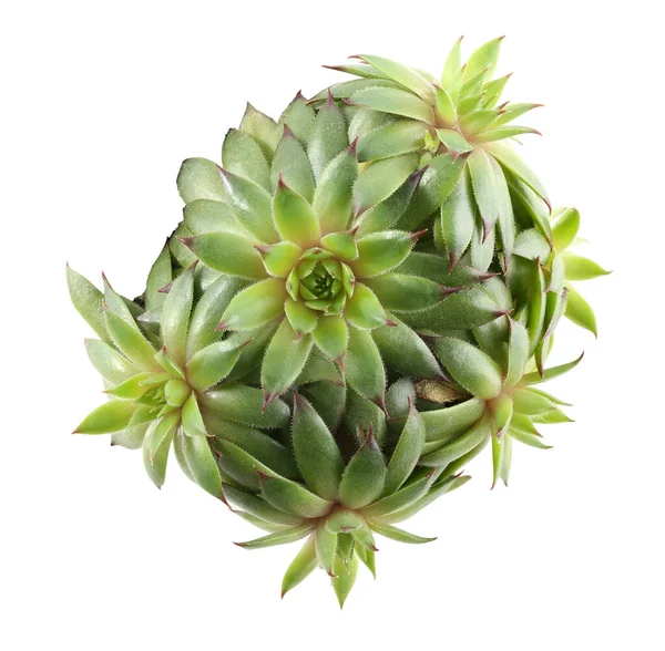 Gyönyörű Echeveria Elszigetelt Fehér Felső Nézet Szukkulens Növény — Stock Fotó