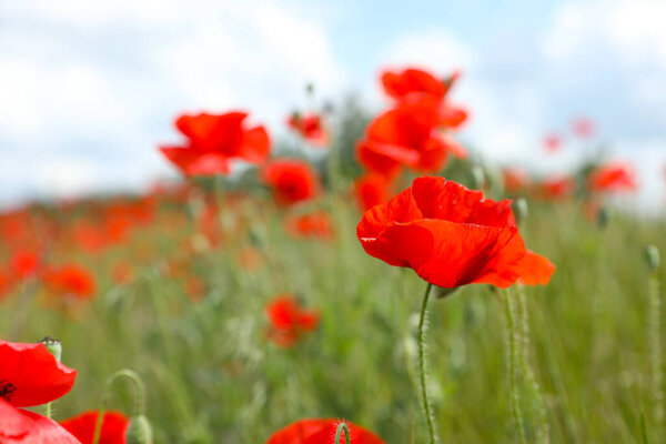 Beautiful red poppy flowers growing in field, closeup. Space for text