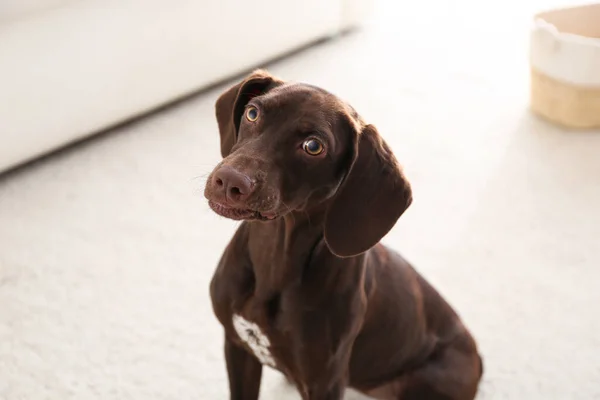 Güzel Kahverengi Alman Shorthaired Pointer Köpeği Evde — Stok fotoğraf