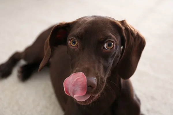 Güzel Kahverengi Alman Shorthaired Pointer Köpeği Evde — Stok fotoğraf