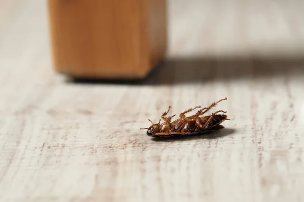 Dead Brown Cockroach White Wooden Floor Closeup Pest Control — Stock Photo, Image