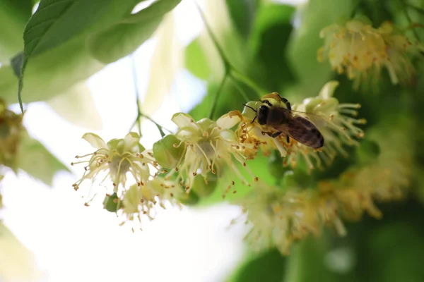 Včela Větvi Lípy Čerstvými Mladými Zelenými Listy Květy Venku Detailní — Stock fotografie