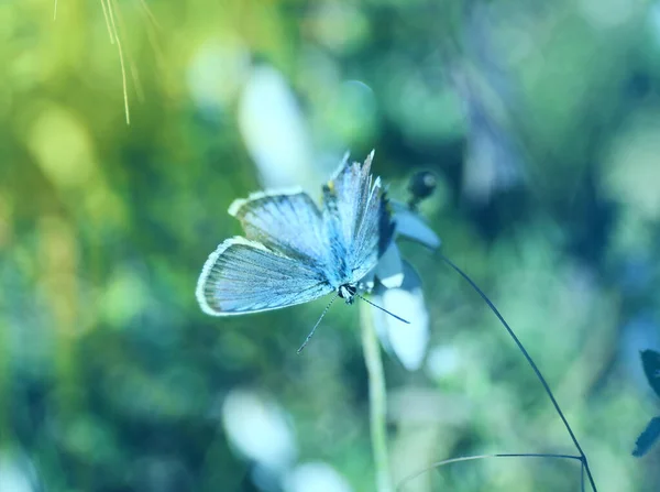 Belle Adonis Papillon Bleu Sur Plante Dans Champ Gros Plan — Photo