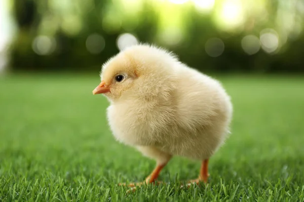 Frango Fofo Bonito Bebê Grama Verde Livre Close — Fotografia de Stock