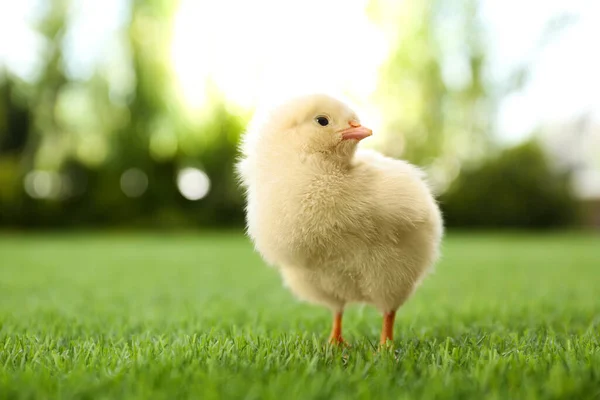 Słodkie Puszyste Dziecko Kurczaka Zielonej Trawie Zewnątrz — Zdjęcie stockowe