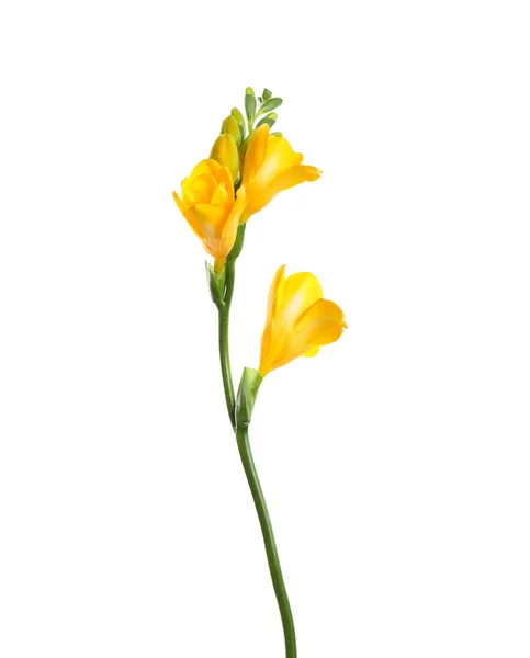 Beautiful Yellow Freesia Flower Isolated White — Stock Photo, Image