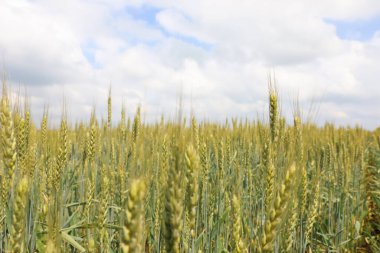 Bulutlu gökyüzünün altında olgunlaşan mısır gevreğiyle tarım tarlası, yakın görüş