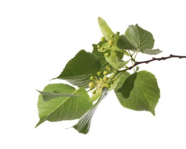 Taze yeşil yaprakları ve çiçekleri olan ıhlamur ağacı dalı beyazın üzerinde izole edilmiş.