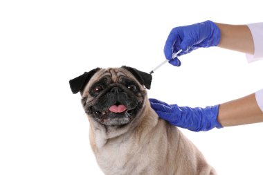 Profesyonel veteriner, beyaz arka planda sevimli köpek aşısı, yakın plan.