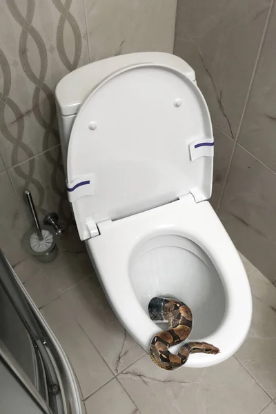 Bruine Boa Constrictor Kruipen Uit Toilet Kom Badkamer — Stockfoto