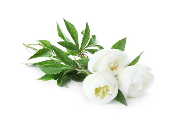 Mooie Bloeiende Pioenroos Bloemen Geïsoleerd Wit — Stockfoto