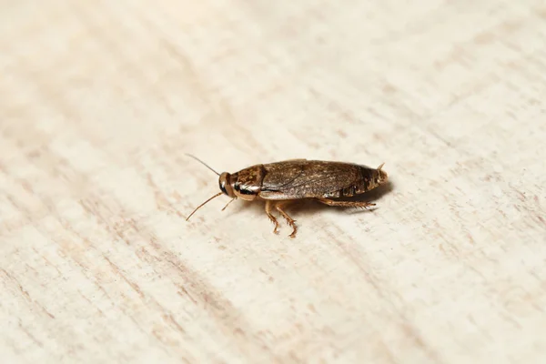 Brun Kackerlacka Vit Trä Bakgrund Närbild Kontroll Skadegörare — Stockfoto