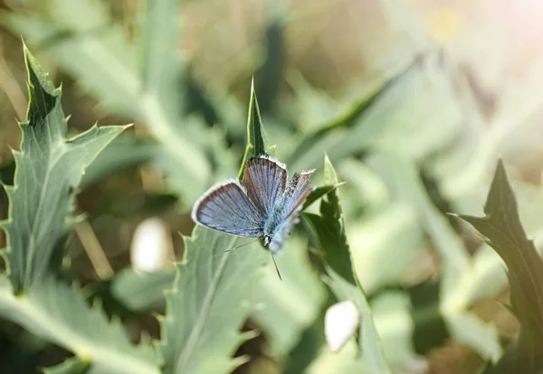 Belle Adonis Papillon Bleu Sur Plante Dans Champ Gros Plan — Photo