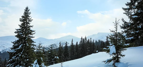 Pintoresca Vista Del Bosque Nevado Día Invierno Diseño Banner — Foto de Stock