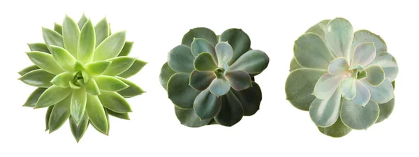 Collage Con Diverse Succulente Sfondo Bianco Vista Dall Alto Design — Foto Stock