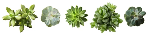Collage Con Diverse Succulente Sfondo Bianco Vista Dall Alto Design — Foto Stock