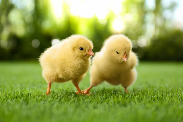 Милые Пушистые Цыплята Вместе Зеленой Траве Открытом Воздухе — стоковое фото