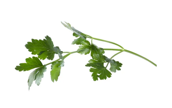 Aromatische Verse Groene Peterselie Geïsoleerd Wit — Stockfoto