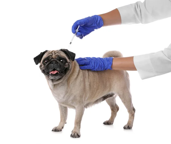 Profesionální Veterinární Lékař Vakcinace Roztomilý Pug Pes Bílém Pozadí Detailní — Stock fotografie