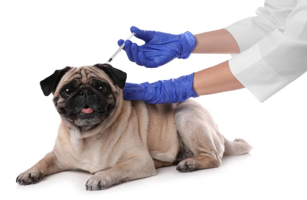 Profesionální Veterinární Lékař Vakcinace Roztomilý Pug Pes Bílém Pozadí Detailní — Stock fotografie