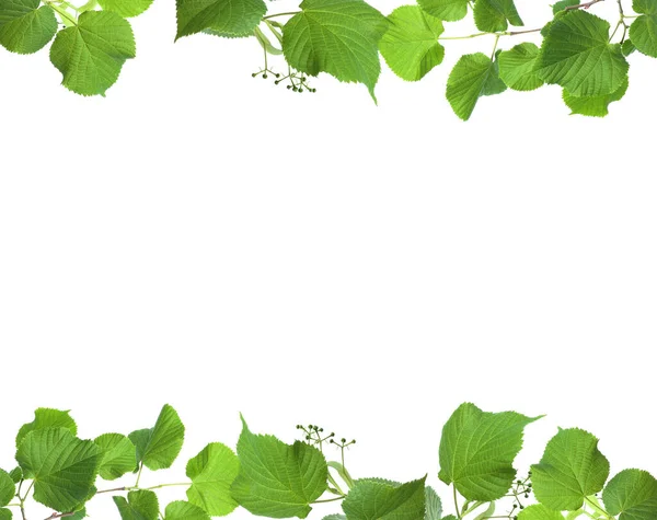 Ramka Lipy Gałęzie Zielonymi Liśćmi Kwitną Izolowane Białym — Zdjęcie stockowe