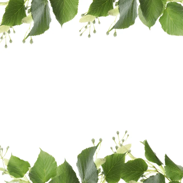 Πλαίσιο Από Κλαδιά Φλαμουριάς Πράσινα Φύλλα Και Ανθισμένα Λευκό — Φωτογραφία Αρχείου