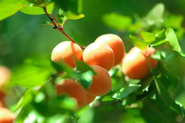 Köstliche Reife Aprikosen Baum Freien Nahaufnahme — Stockfoto