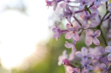 Güzel çiçek açan leylak çalıların yakın görüntüsü.