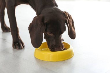 Alman Shorthair 'i kapalı alanda Pointer Dog' u yayınladı