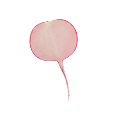 Taze olgun turp parçası beyaza izole edilmiş.