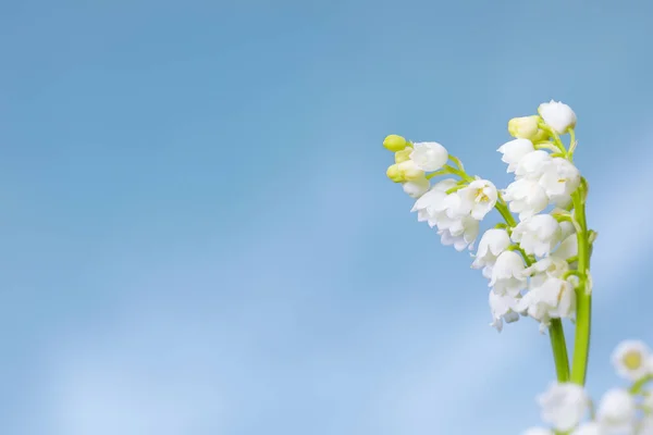 Mooie Lelie Van Vallei Bloemen Tegen Blauwe Lucht Close Ruimte — Stockfoto