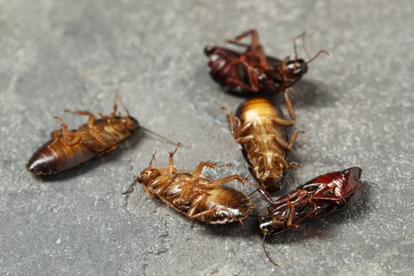 Мертвые Коричневые Тараканы Сером Фоне Крупным Планом Контроль Вредителей — стоковое фото
