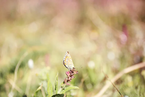 Beautiful Adonis Blue Butterfly Plant Field Closeup Space Text — Stock Photo, Image