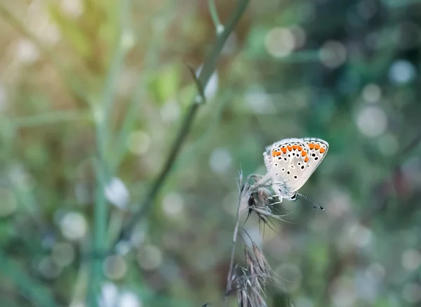 Belle Adonis Papillon Bleu Sur Plante Dans Champ — Photo
