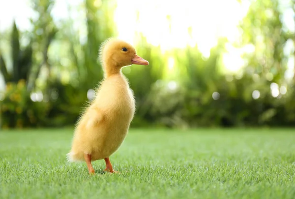 Lindo Esponjoso Bebé Patito Verde Hierba Aire Libre — Foto de Stock