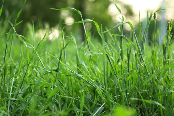 Пышная Зеленая Трава Парке Солнечный День — стоковое фото