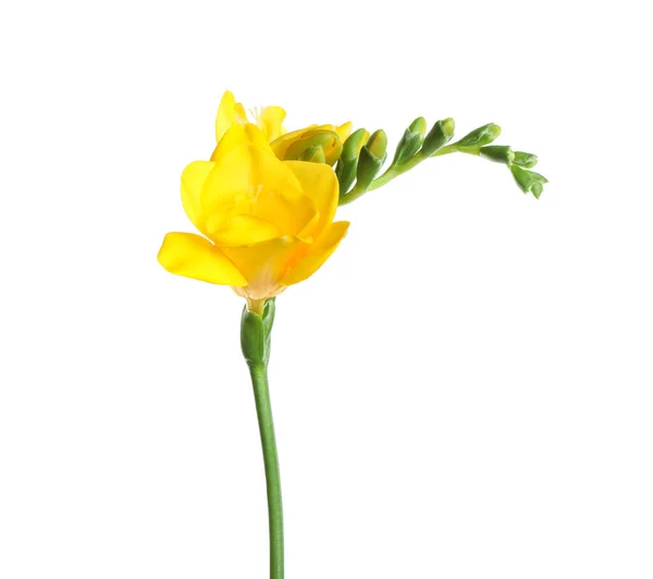Цветок Желтой Фризии Изолирован Белом — стоковое фото