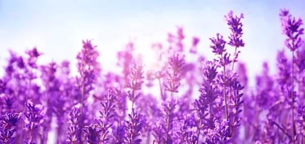 Wunderschönes Lavendelfeld Unter Blauem Himmel Nahaufnahme Bannerdesign — Stockfoto