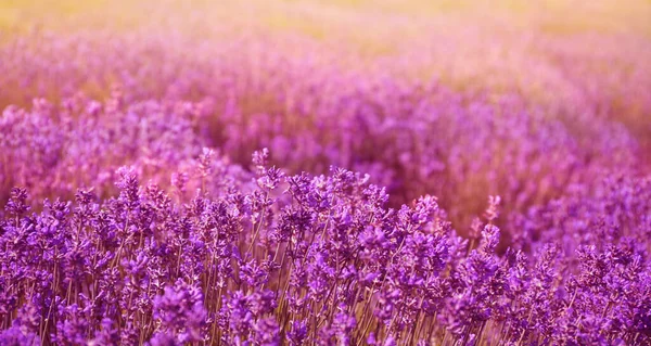 Lavender Field Sunny Day Banner Design — Stock Photo, Image