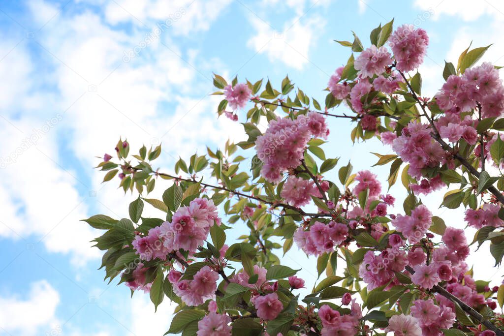 Blossoming pink sakura tree outdoors on spring day, closeup