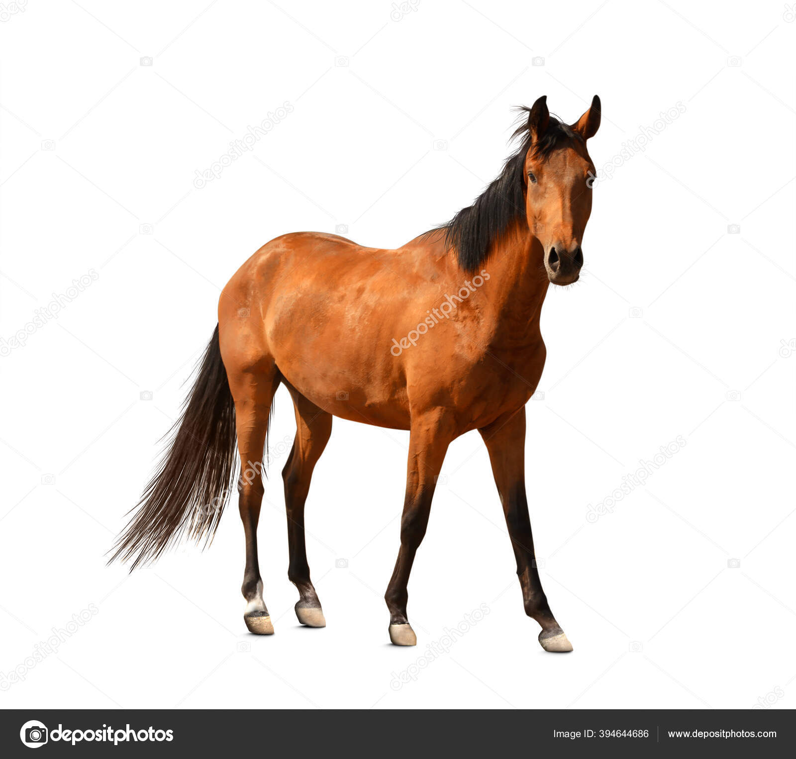 Bay Horse Standing Isolated White Background Stock Photo by ©kwadrat70  206585414