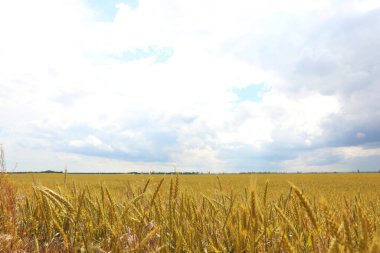 Bulutlu bir günde olgunlaşan mısır gevreğiyle tarım tarlası