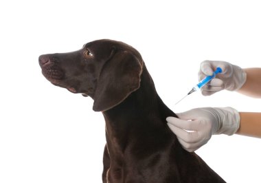 Beyaz arka planda profesyonel veteriner aşı köpeği, yakın plan.