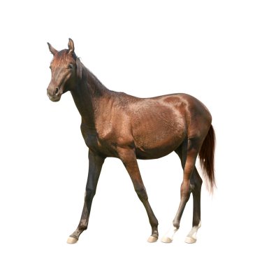 Bay Horse beyaz arka planda yürüyor. Güzel hayvan.  