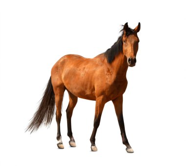 Bay Horse beyaz arka planda duruyor. Güzel hayvan.