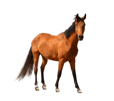Bay horse standing on white background. Beautiful pet clipart