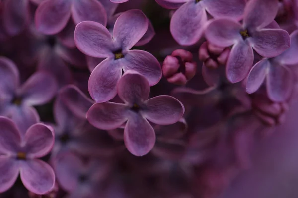 Widok Bliska Piękny Kwitnący Liliowy Jako Tło — Zdjęcie stockowe