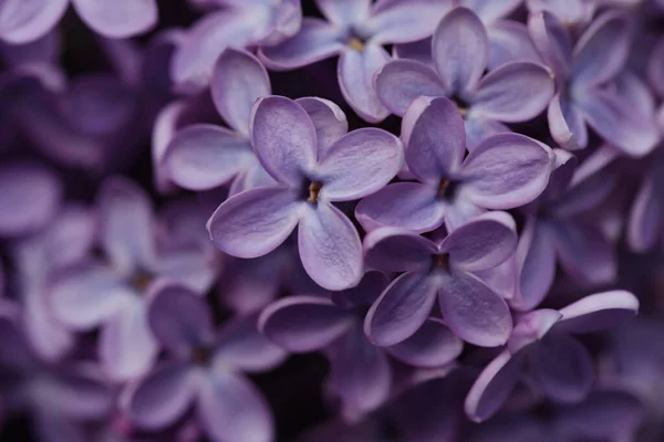 Närbild Bild Vackra Blommande Syren Som Bakgrund — Stockfoto